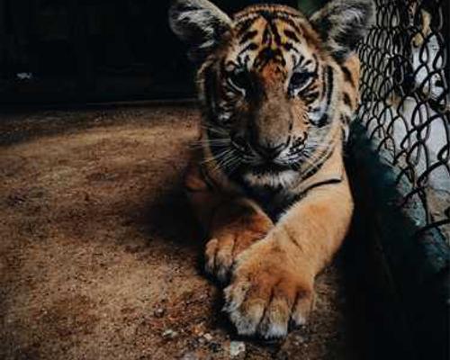 Louise Erdrich Sees Criticism as a Friend